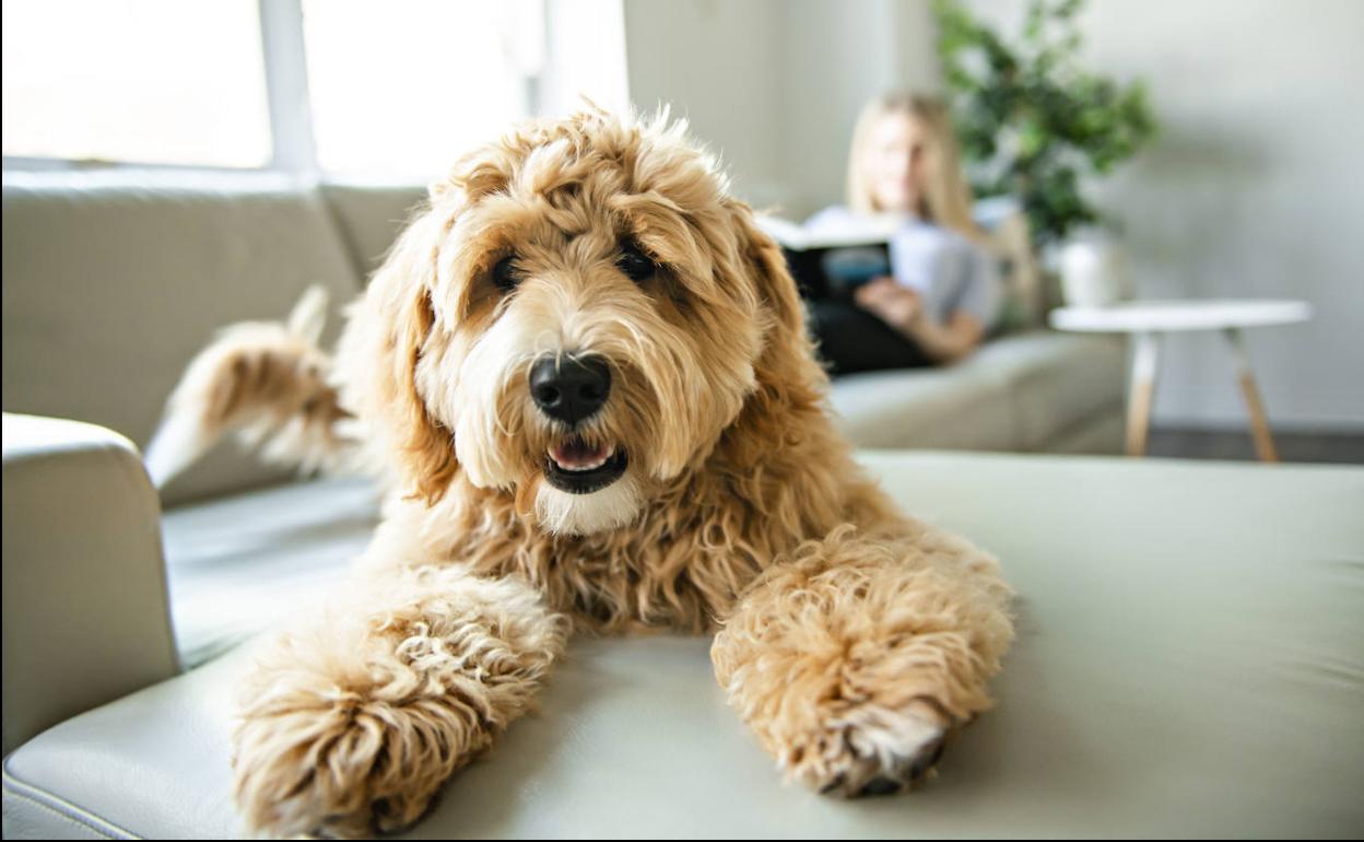 Perros Por Qu Mi Perro Tose Como Si Se Ahogara Las Provincias